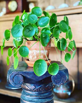 pilea peperomioides propagation