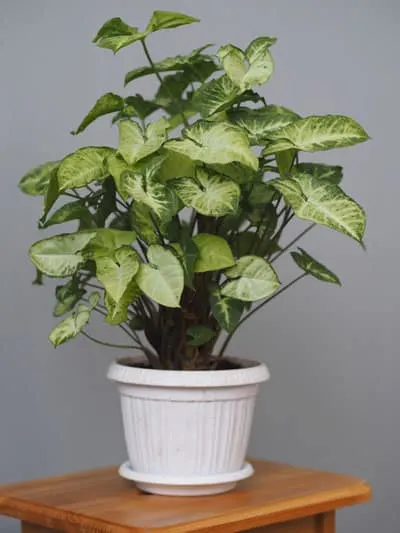 Syngonium podophyllum