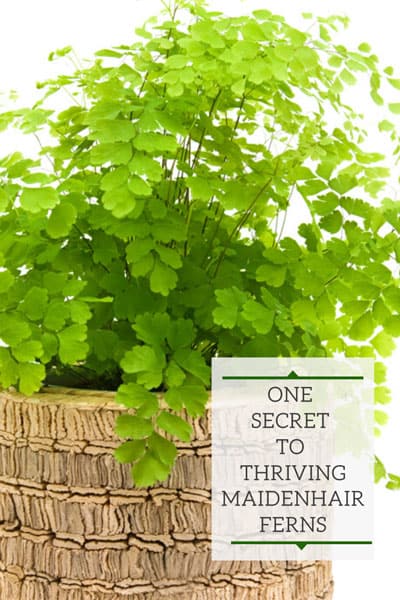 maidenhair fern self watering pot