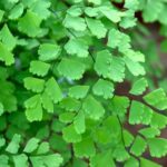 Maidenhair Ferns: 1 Amazing Secret on How to Keep Them Alive maidenhair-fern-care