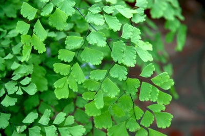 maidenhair-fern-care