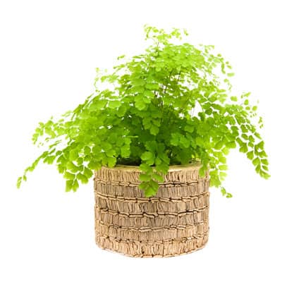 maidenhair-fern-care