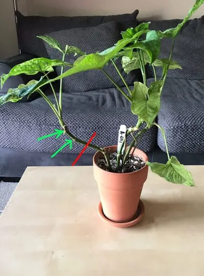 propagating arrowhead vine