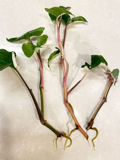 syngonium propagation