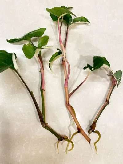 syngonium propagation