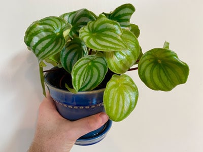 watermelon peperomia propagation