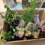 Receiving Houseplants By Mail: Avoid These 6 Newbie Mistakes! box-of-plants-thumbnail