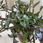 Callisia navicularis: How to Grow This Delightful Houseplant callisia-navicularis