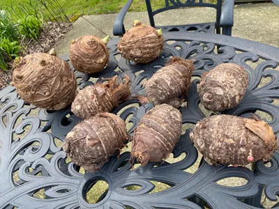 planting-colocasia-esculenta