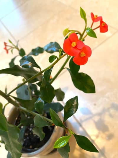 No pain involved in growing Crown of Thorns plant 