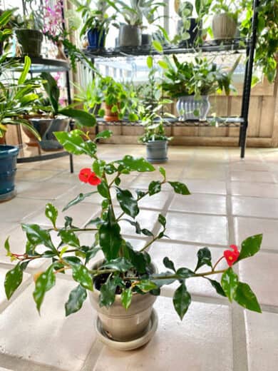 Caring for Euphorbia Geroldii: Thornless Crown of Thorns!