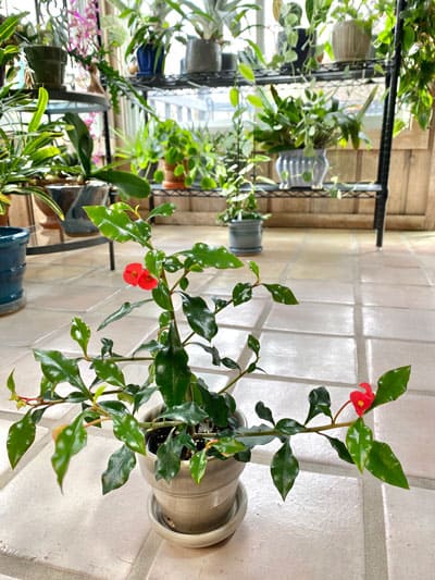 How to Grow and Care for a Crown of Thorns Plant