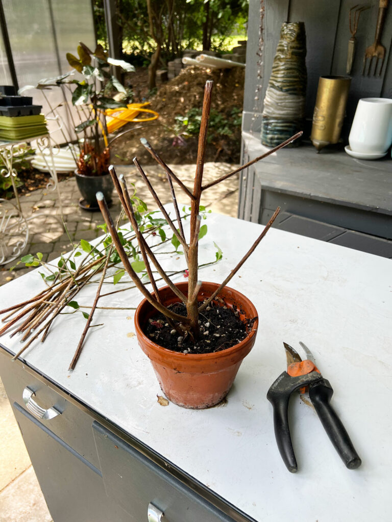 euphorbia-geroldii-pruning