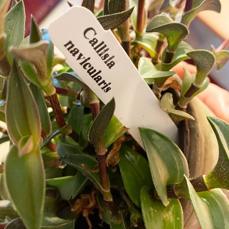 Callisia navicularis: How to Grow This Delightful Houseplant