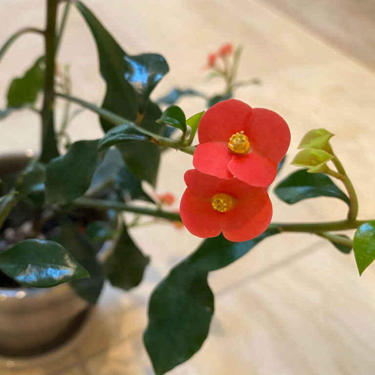 Caring for Euphorbia Geroldii:  Thornless Crown of Thorns!