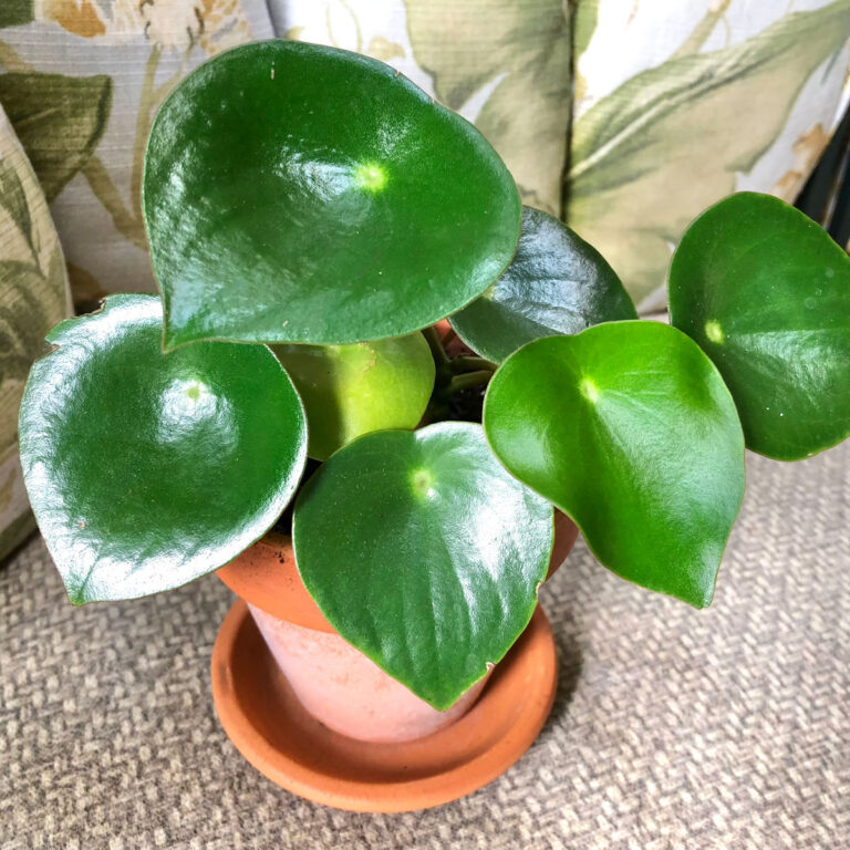 Peperomia Polybotrya:  How to Grow Raindrop Peperomia