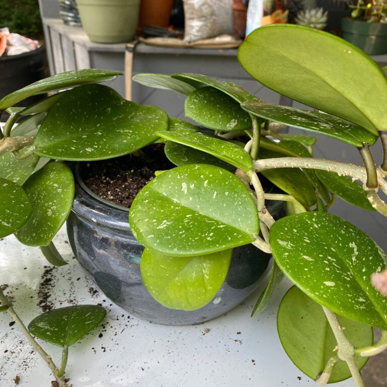 Hoya Obovata:  6 Expert Care, Flowering & Propagation Tips!
