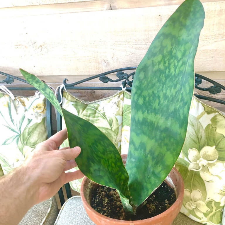 Whale Fin Snake Plant:  Top Sansevieria Masoniana Care Tips!