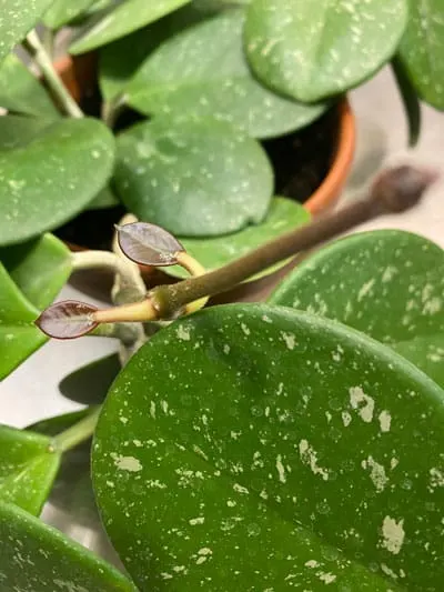 Hoya-obovata-new-leaves