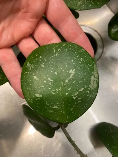 Hoya-obovata-leaf