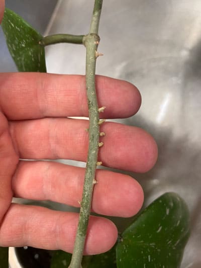 hoya-obovata-aerial-roots