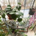 Hoya Obovata: 6 Expert Care, Flowering & Propagation Tips! Hoya-obovata