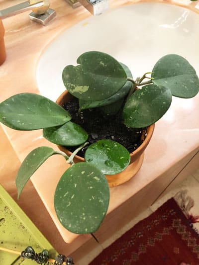 Hoya-obovata-propagation