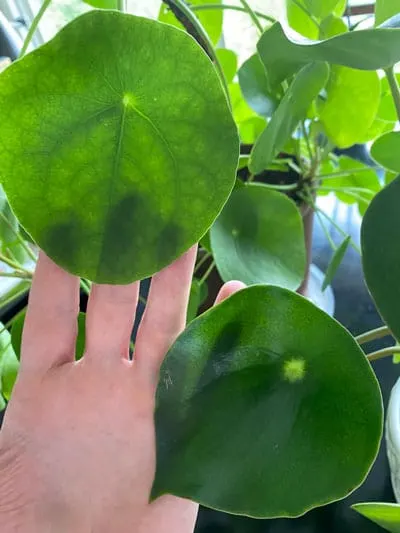 peperomia-vs-pilea