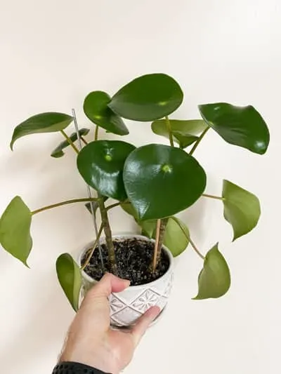 peperomia-polybotrya