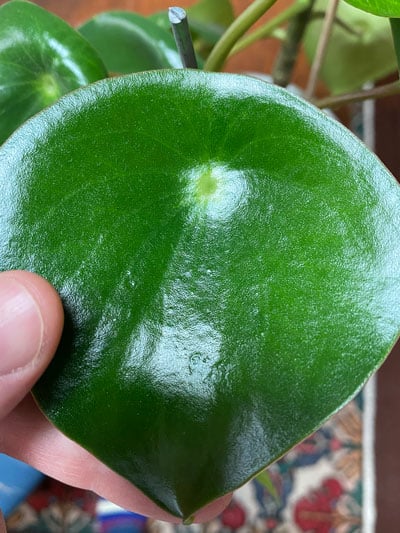 peperomia-polybotrya