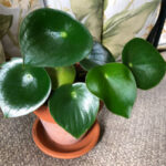 Peperomia Polybotrya: How to Grow Raindrop Peperomia peperomia-polybotrya