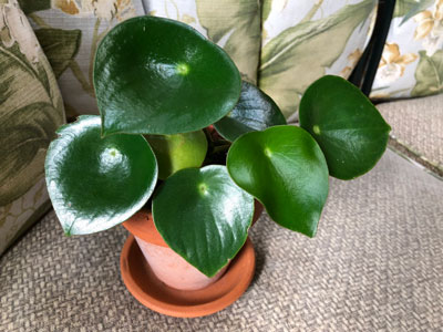 Variegated Raindrop Peperomia 'Verdant Flame' (Var. Peperomia