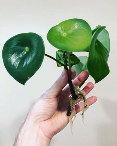 Variegated Raindrop Peperomia 'Verdant Flame' (Var. Peperomia