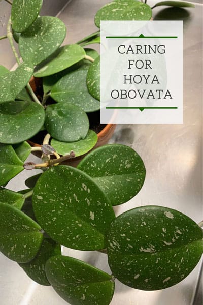 Hoya obovata care guide hero image showing plant in full.