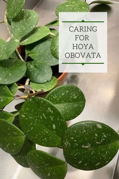 Hoya obovata care guide hero image showing plant in full.