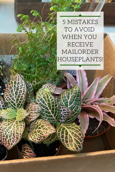 houseplants-mail-order