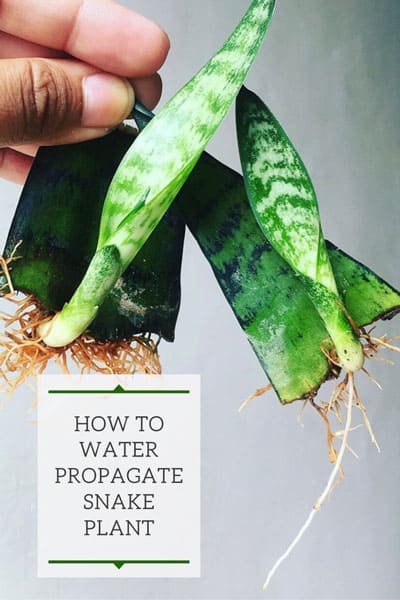 How to Propagate Plants