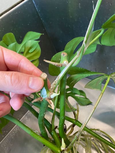 propagating-rhaphidophora-tetrasperma