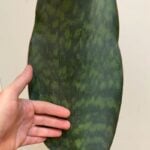 Whale Fin Snake Plant: Top Sansevieria Masoniana Care Tips! Sansevieria masoniana
