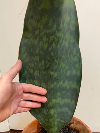 Sansevieria masoniana