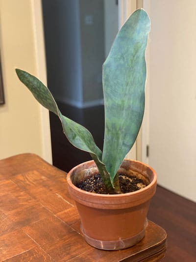 Sansevieria-masoniana