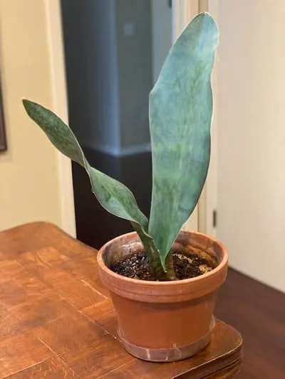 Sansevieria-masoniana