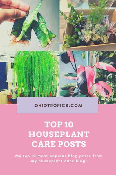 houseplant-care-blog