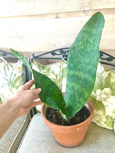 whale-fin-sansevieria-masoniana