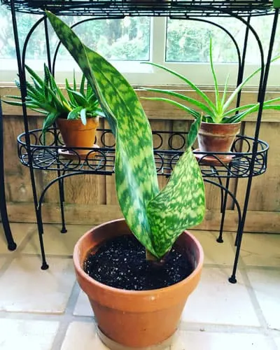 whale-fin-sansevieria-masoniana