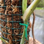 featured-monstera-aerial-roots-4