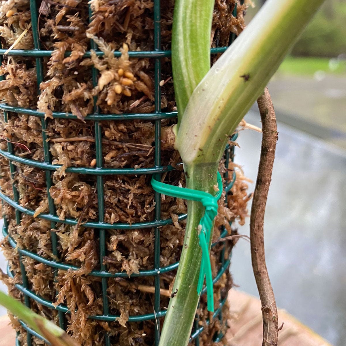 Moss Pole DIY: 7 EASY Steps to Make a Perfect One!