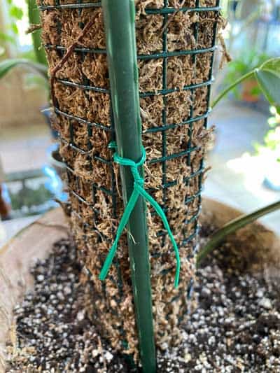 DIY Moss Pole for Indoor Plants in 4 Easy Steps — Seattle's Favorite Garden  Store Since 1924 - Swansons Nursery