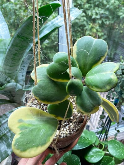 panaché-hoya-kerrii