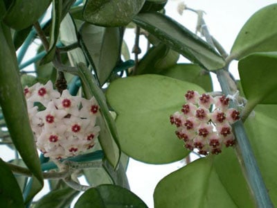 hoya-kerrii-květina